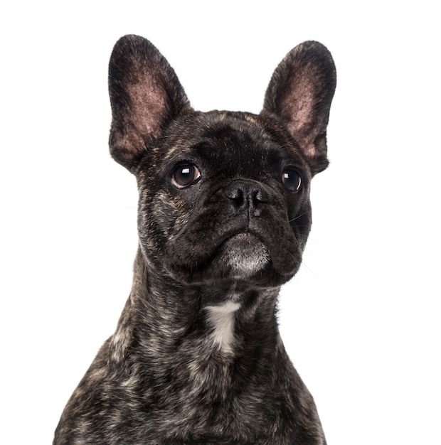 French Bulldog puppy isolated on white