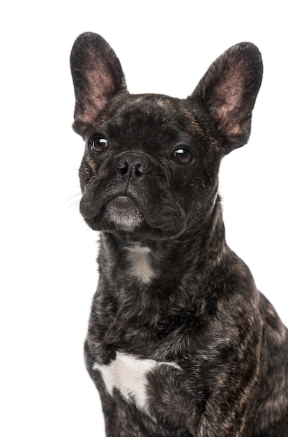 French Bulldog puppy isolated on white