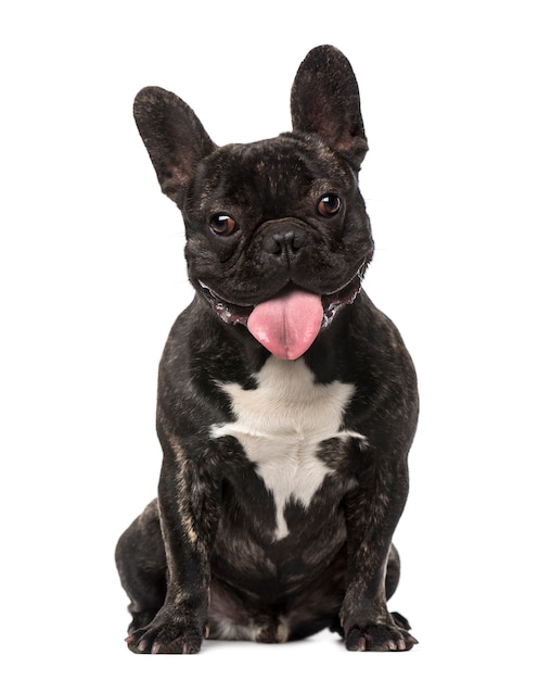 Cucciolo di bulldog francese isolato su bianco