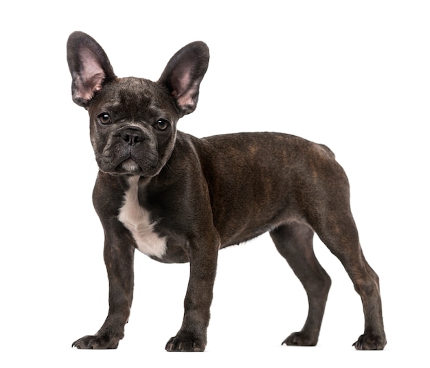 French Bulldog puppy isolated on white