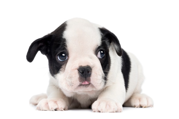 French Bulldog Puppy, isolated on white