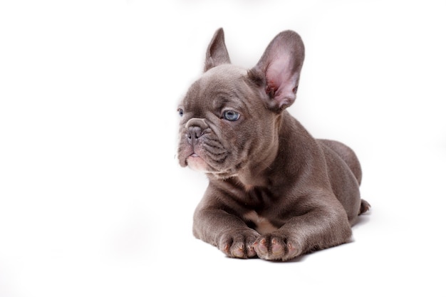 French bulldog puppy isolated