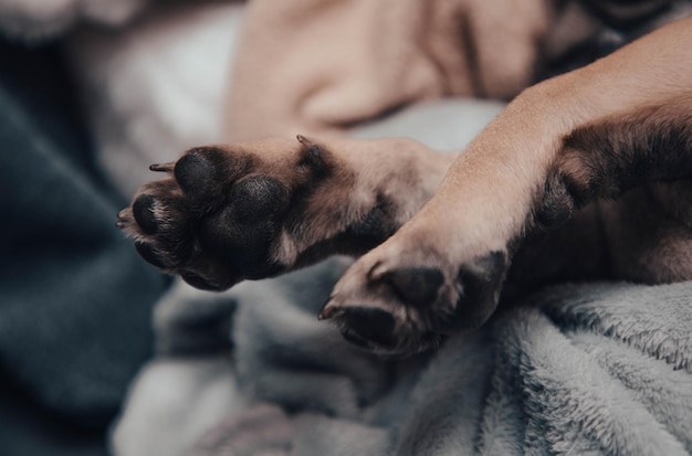 French bulldog puppy legs ,close up.