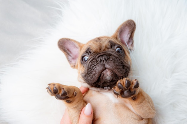 A French bulldog puppy lie on a fur blanket top view