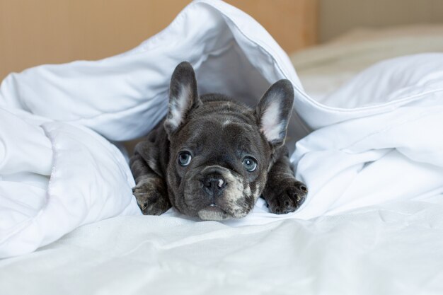 A French bulldog puppy lies on a bed under a blanket at home