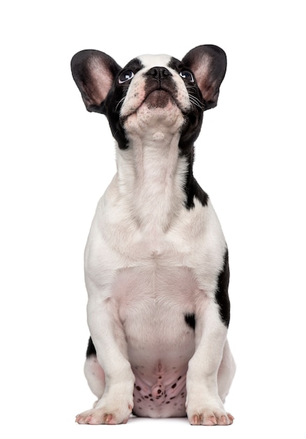 French Bulldog puppy looking up