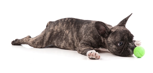 ボールを横になっているフレンチブルドッグの子犬