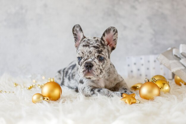 French bulldog puppy merle in Christmas decorations