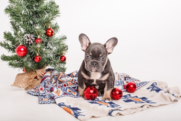 French bulldog puppy near the Christmas tree on white