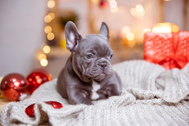 A French bulldog puppy on a New Year's background cute pets