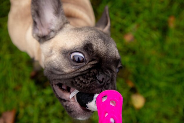 French bulldog puppy playing with pet toy, portrait close up