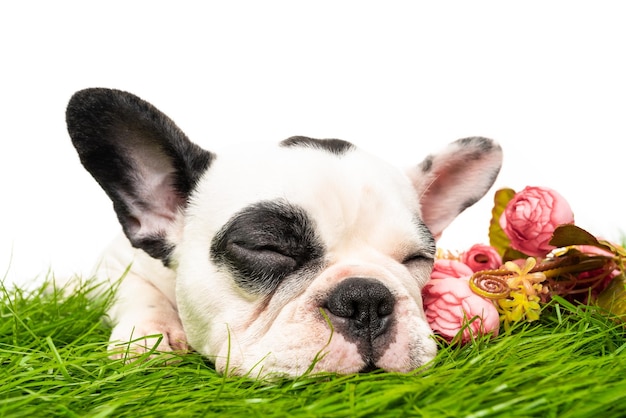 French bulldog puppy portrait isolated on white