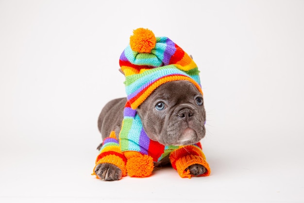 French bulldog puppy in rainbowcolored winter clothes on a\
white background travel concept