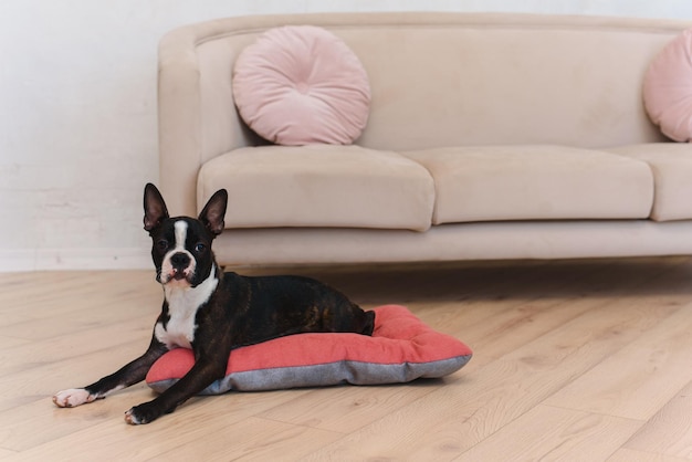 French bulldog puppy resting on a dog bed at home The concept of a happy calm pet dog