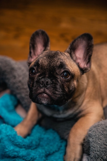 French bulldog puppy sadly lookto the camera, portrait, close up.