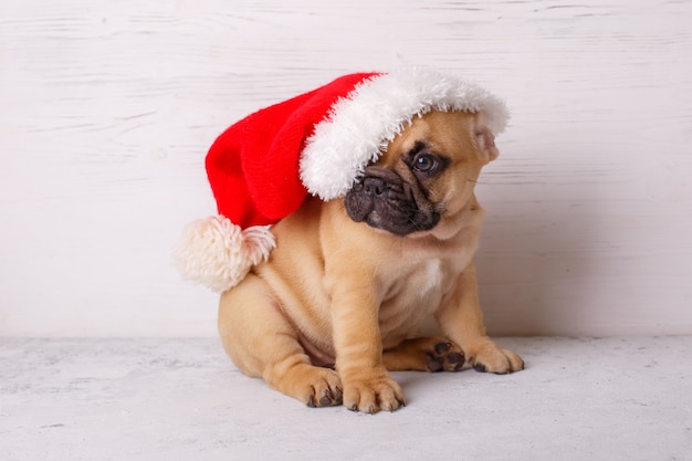 French bulldog puppy in Santa Claus hat