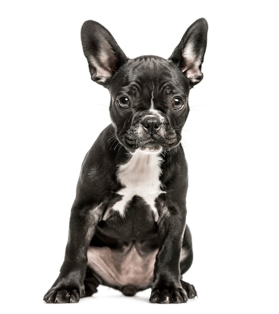 French Bulldog puppy sitting down facing camera