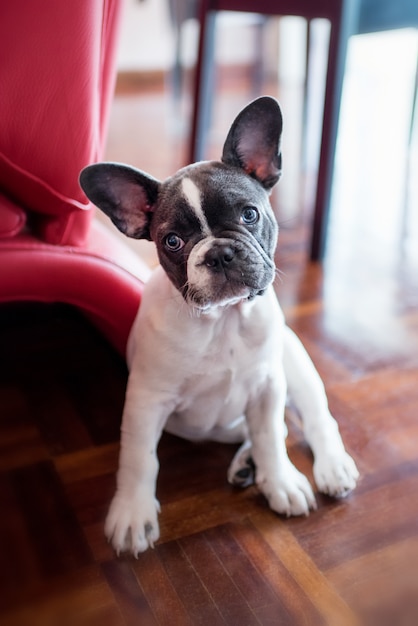 自宅で座っているフレンチブルドッグ子犬