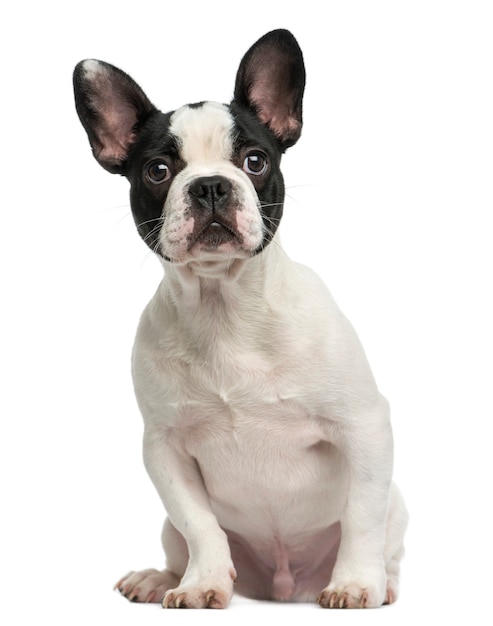 French bulldog puppy sitting isolated on white