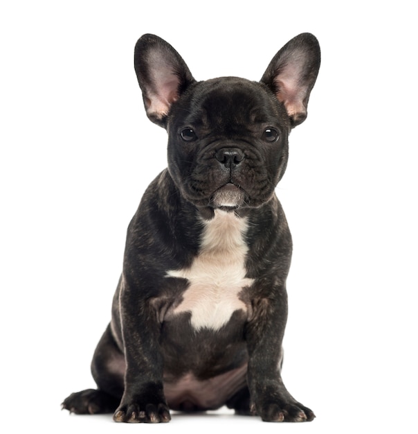 French Bulldog puppy, sitting, looking at the camera