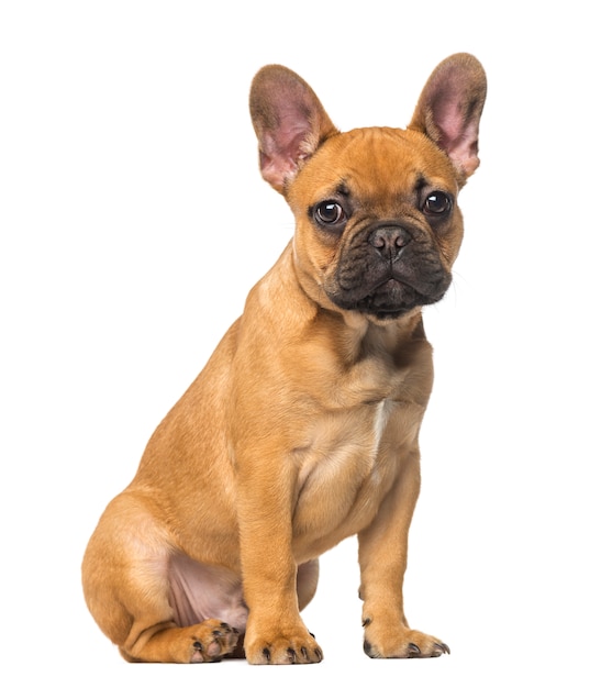 French Bulldog puppy sitting and staring isolated