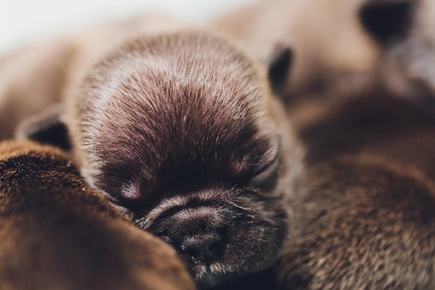 膝の赤ちゃんで寝ているフレンチブルドッグの子犬。