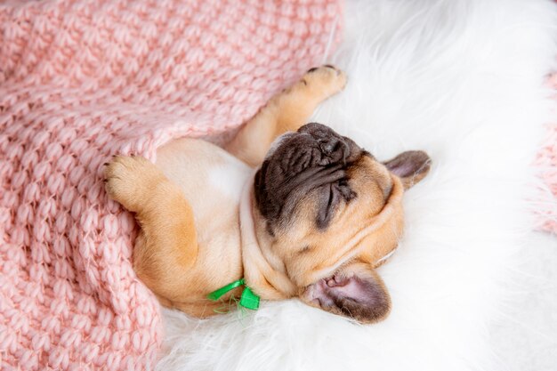 A french bulldog puppy sleeps on a blanket top view