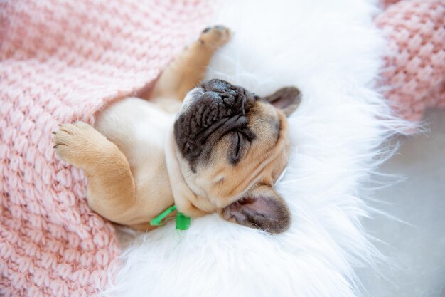 A French bulldog puppy sleeps on a blanket top view