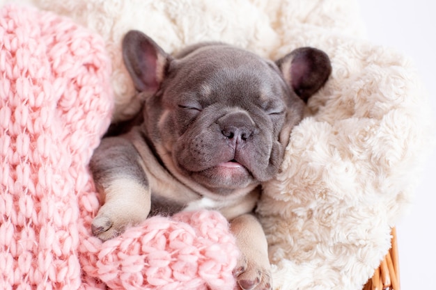 a French bulldog puppy sleeps in a blanket