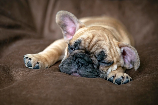 French bulldog puppy sleeps sweetly