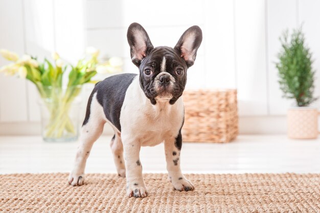 French bulldog puppy stands at home