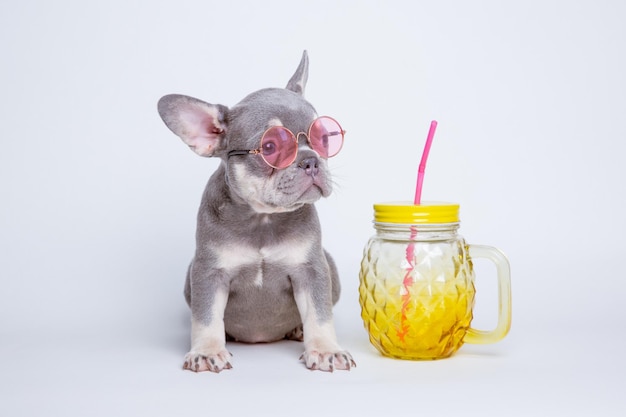 A french bulldog puppy in sunglasses on a white background the\
concept of recreation humor