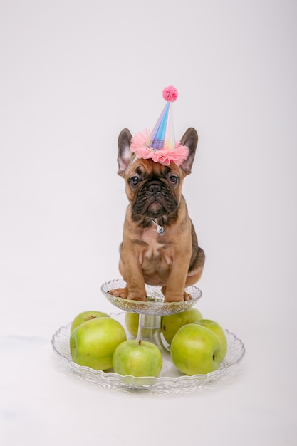 Un cucciolo di bulldog francese che indossa un cappello compleanno si siede su uno sfondo bianco