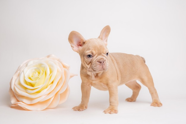 写真 白いカレンダーに春の花をかせたフランス語ブルドッグの子犬