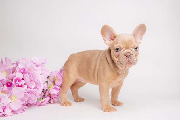 写真 白いカレンダーに春の花をかせたフランス語ブルドッグの子犬