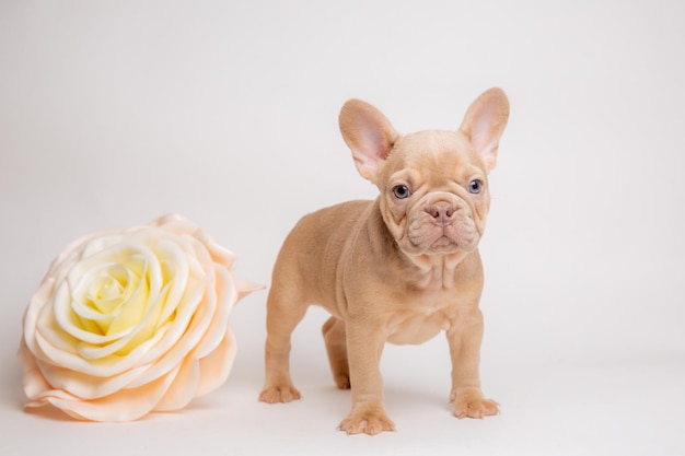 写真 白いカレンダーに春の花をかせたフランス語ブルドッグの子犬