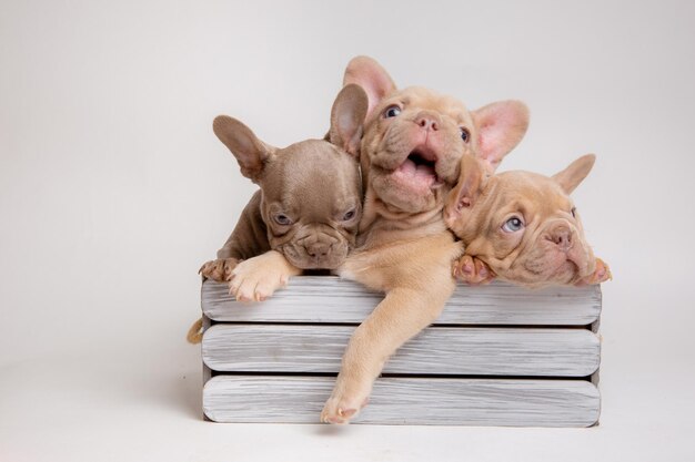 写真 白いカレンダーに春の花をかせたフランス語ブルドッグの子犬