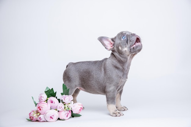 白い背景の上の春の花とフレンチブルドッグの子犬