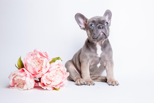 白い背景の上の春の花とフレンチブルドッグの子犬