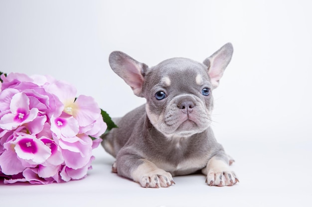 白い背景の上の春の花とフレンチブルドッグの子犬