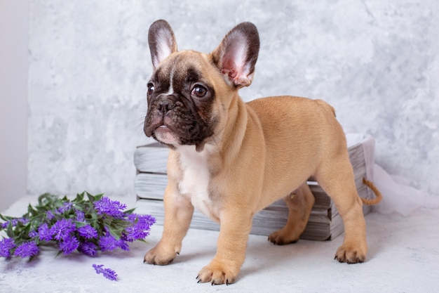 春の花とフレンチブルドッグの子犬