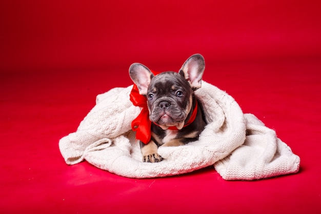 Cucciolo di bulldog francese avvolto in un plaid isolato su rosso