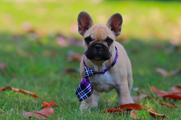 French bulldog,puppy, 