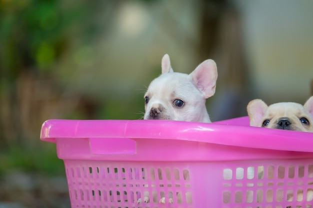 French bulldog puppy