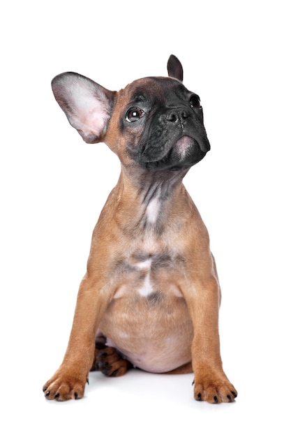 French Bulldog puppy