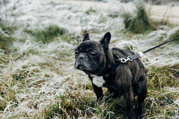 French Bulldog purebred dog walk on a cold winter morning