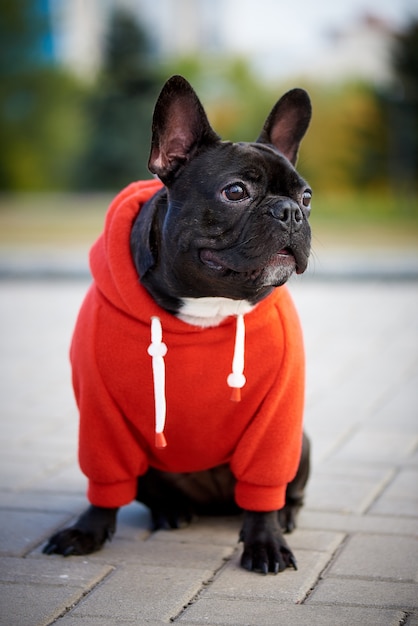 Bulldog francese in una felpa con cappuccio rossa su una passeggiata.