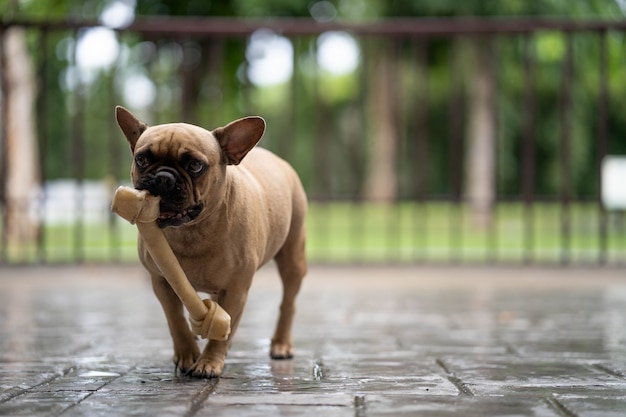 French bulldog running with rawhide bone in his mouth.