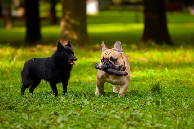 French bulldog and Schipperke play in a clearing