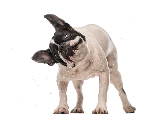 French Bulldog shaking isolated on white